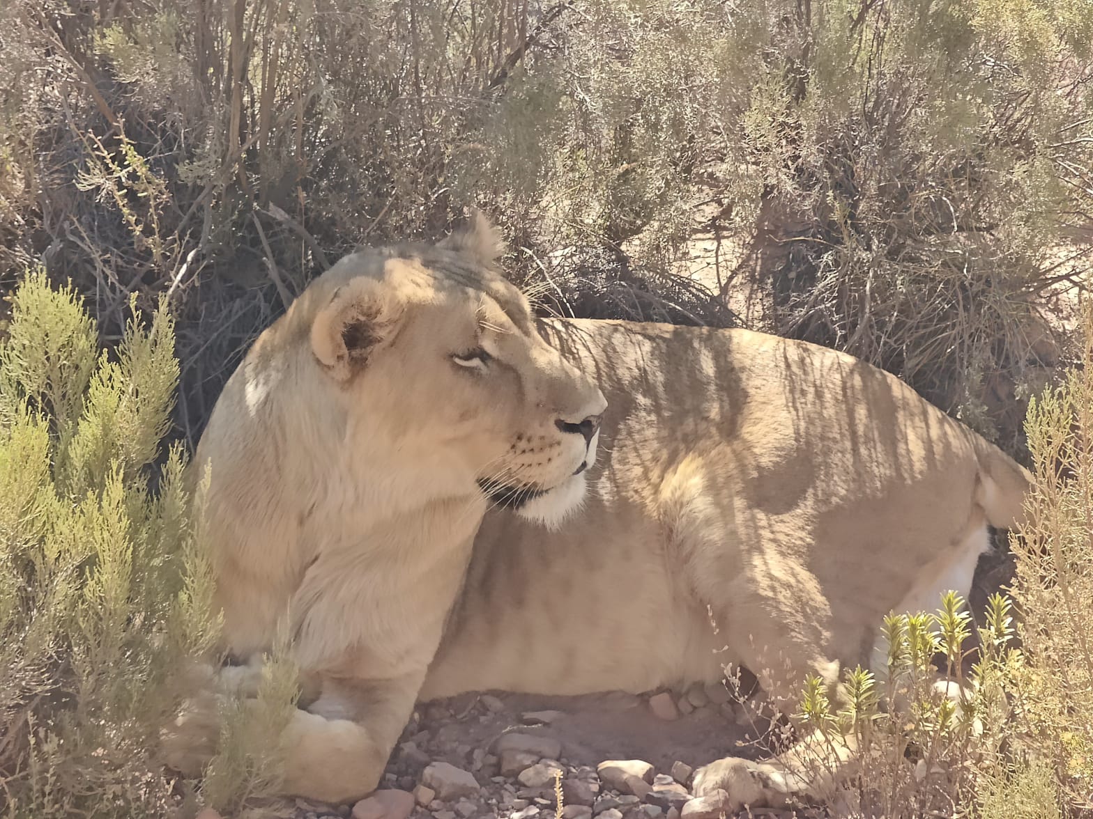 Aquila Game Reserve - Safari 14